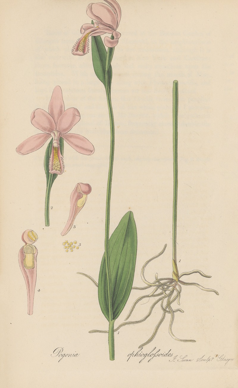 Pogonia ophioglossoides by William Jackson Hooker, 1823 — digital art print download