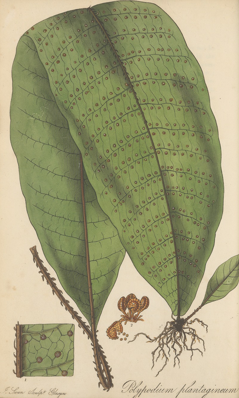 Polypodium plantagineum by William Jackson Hooker, 1823 — digital art print download