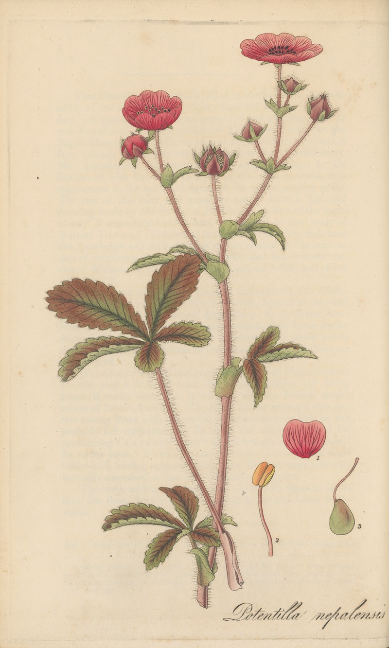 Potentilla nepalensis by William Jackson Hooker, 1823 — digital art print download
