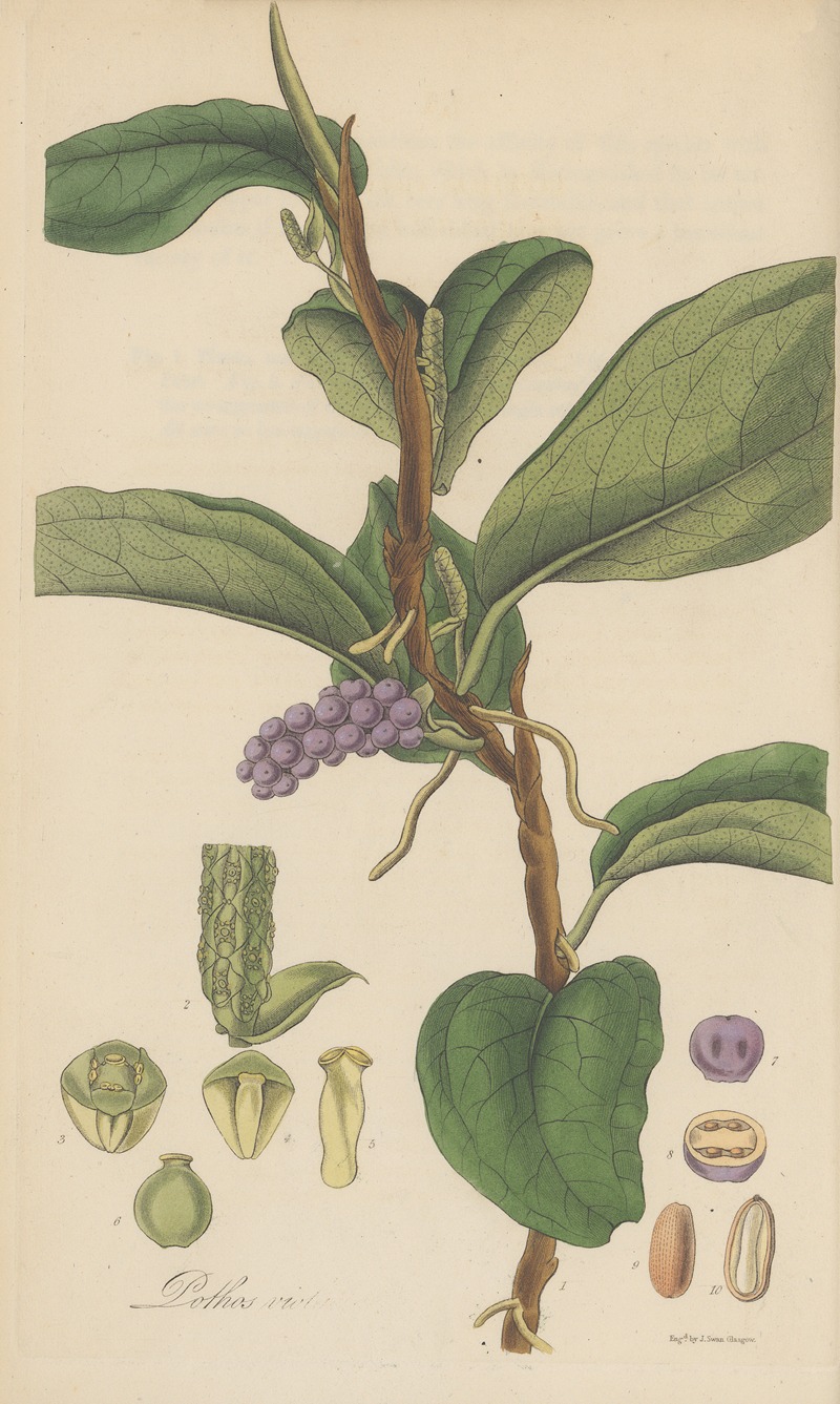 Pothos violacea by William Jackson Hooker, 1823 — digital art print download