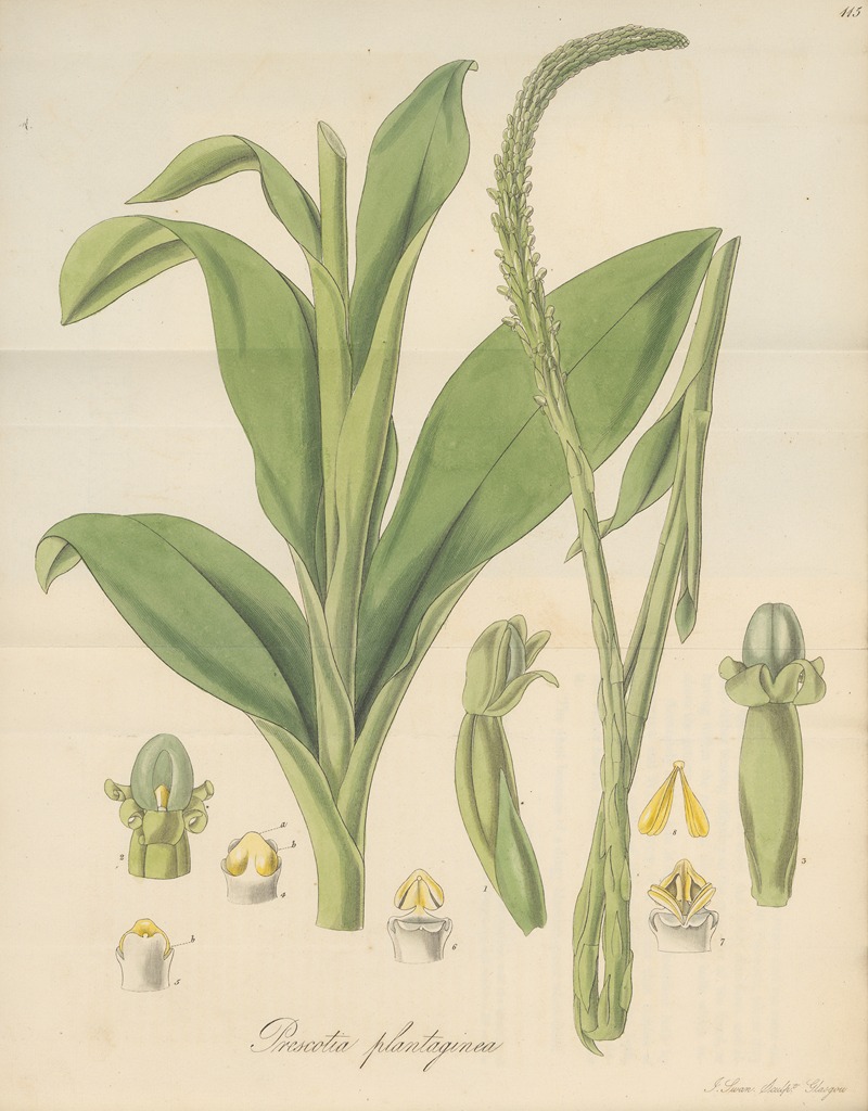 Prescotia plantaginea by William Jackson Hooker, 1823 — digital art print download