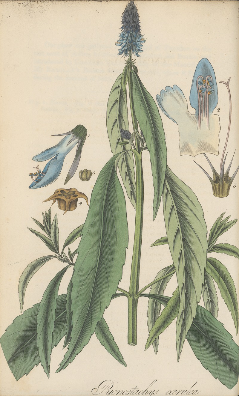 Pycnostachys coerulea by William Jackson Hooker, 1823 — digital art print download