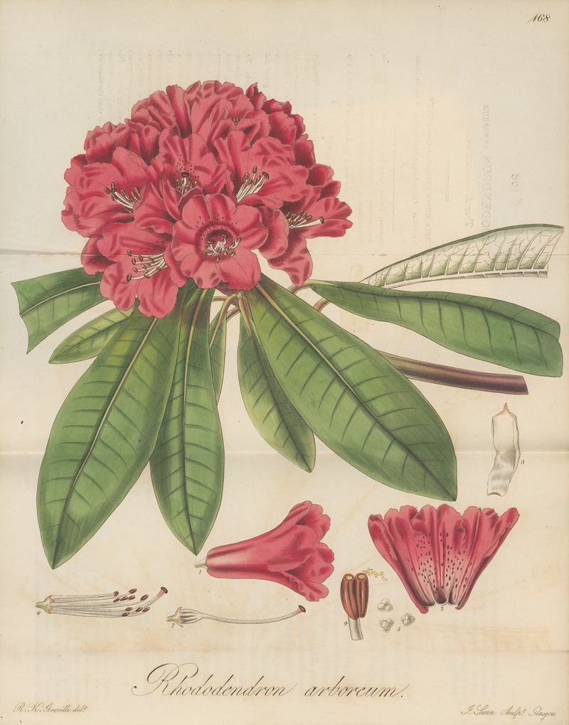 Rhododendron arboreum by William Jackson Hooker, 1823 — digital art print download