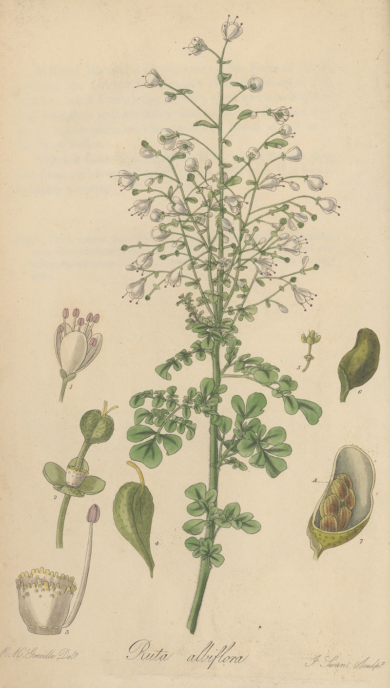 Ruta albiflora by William Jackson Hooker, 1823 — digital art print download