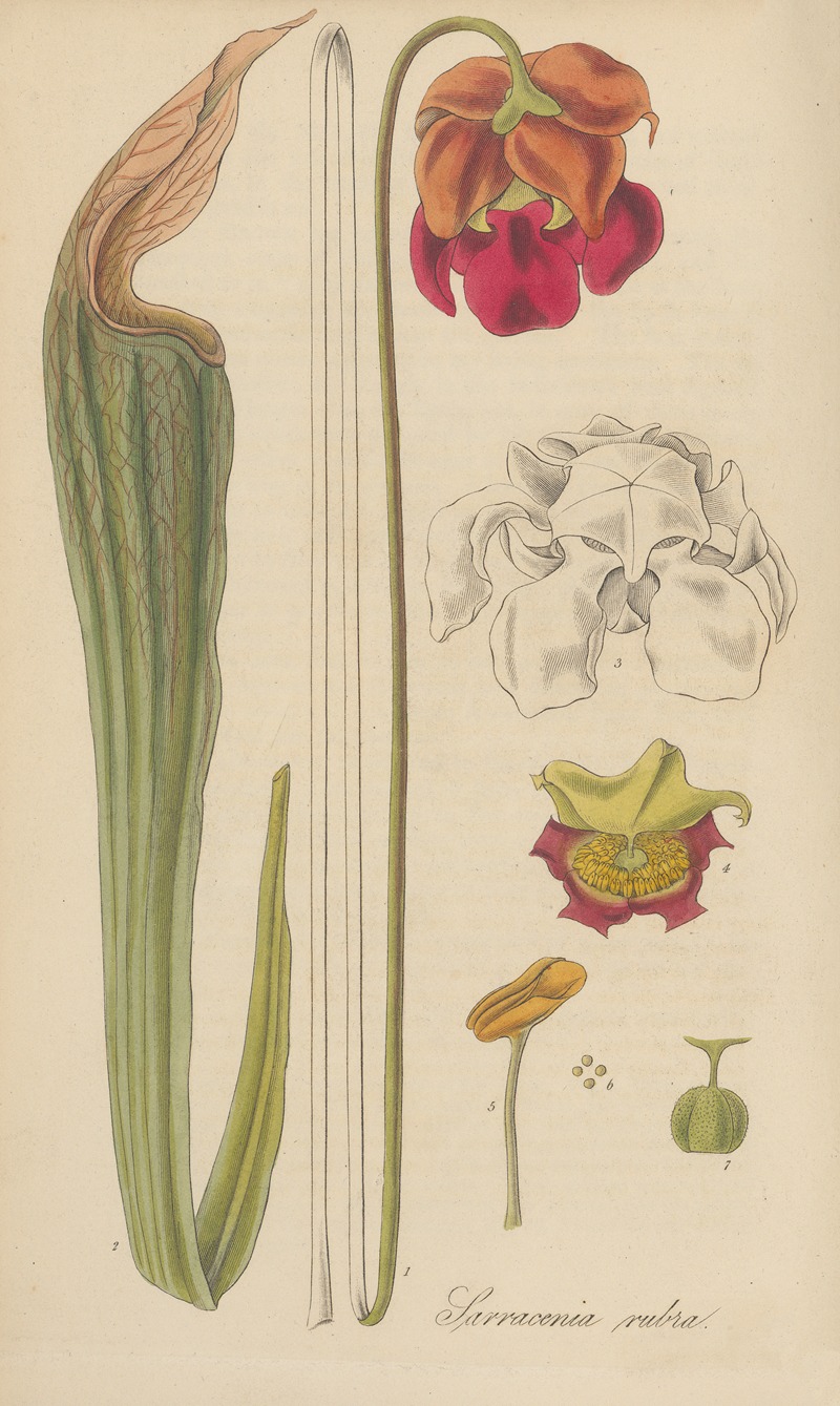 Sarracenia rubra by William Jackson Hooker, 1823 — digital art print download