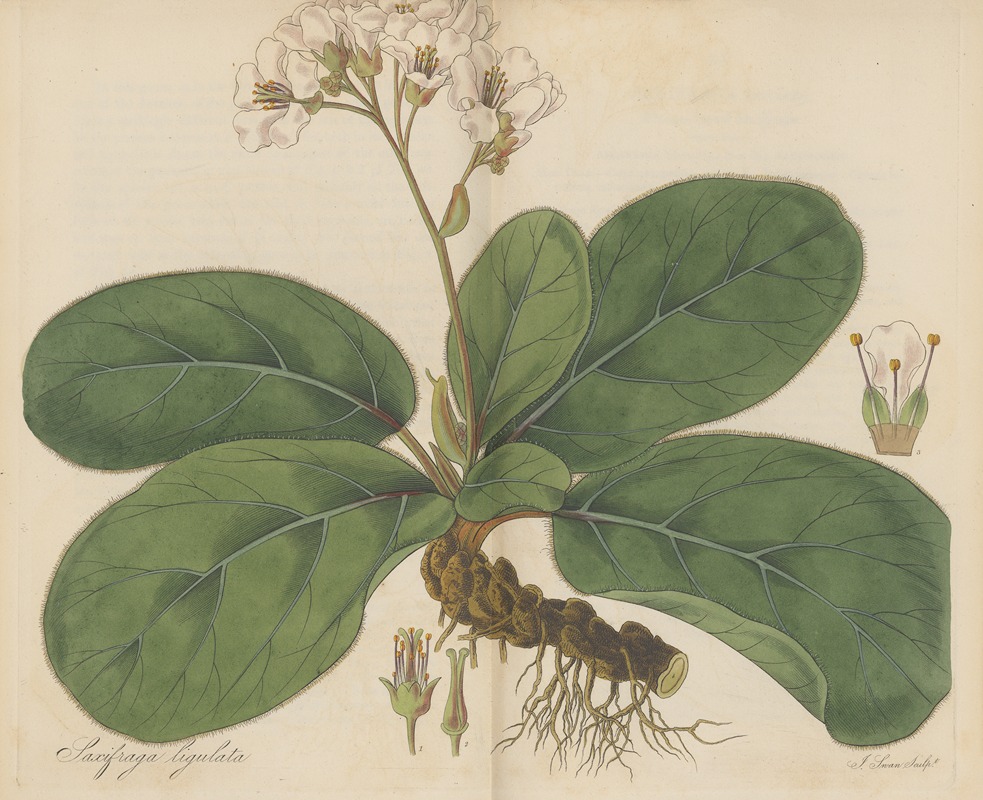 Saxifraga ligulata by William Jackson Hooker, 1823 — digital art print download
