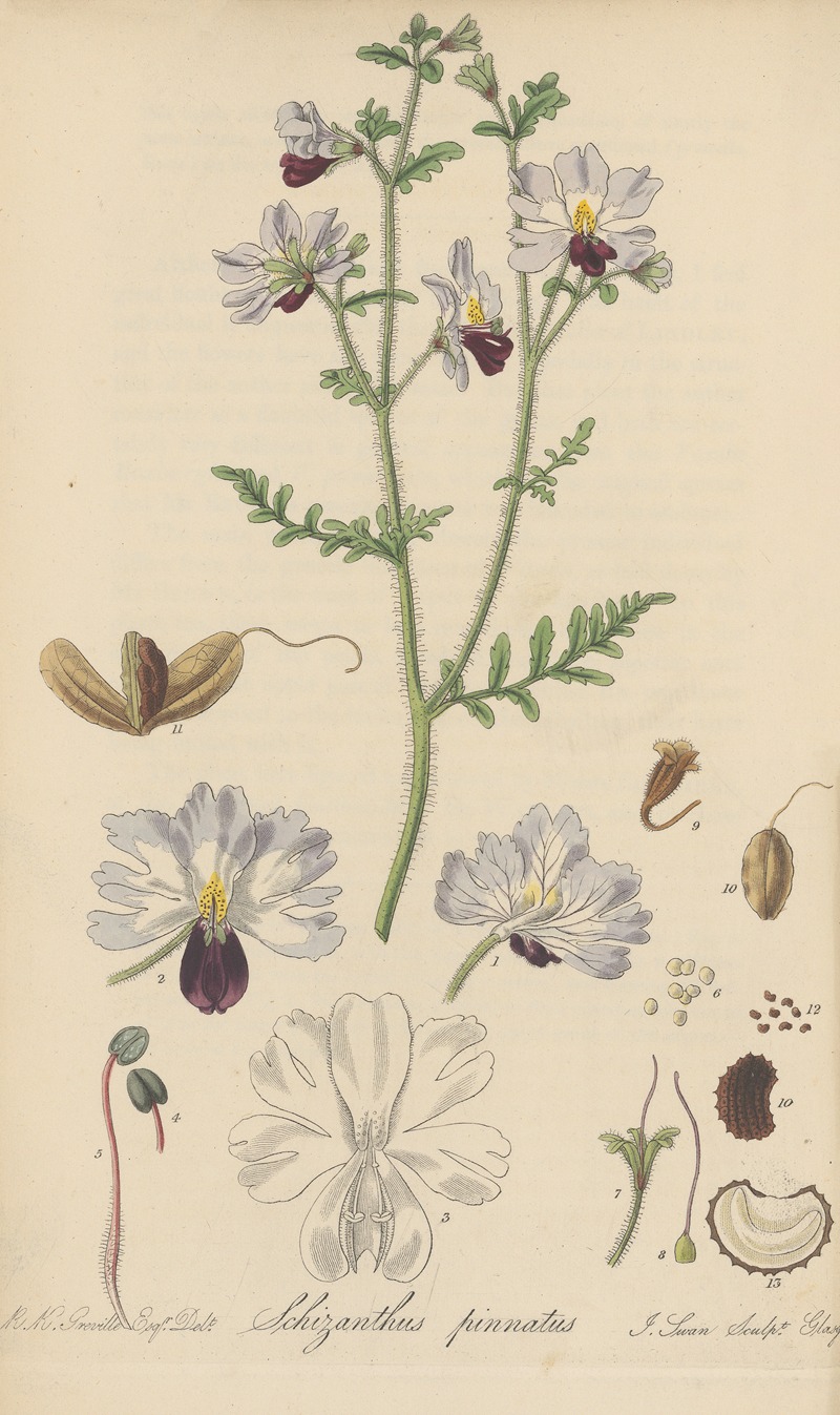 Schizanthus pinnatus by William Jackson Hooker, 1823 — digital art print download