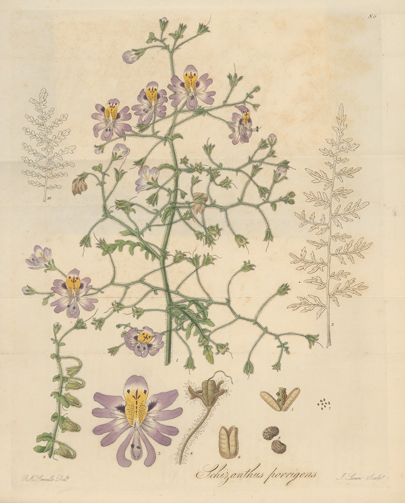 Schizanthus porrigens by William Jackson Hooker, 1823 — digital art print download