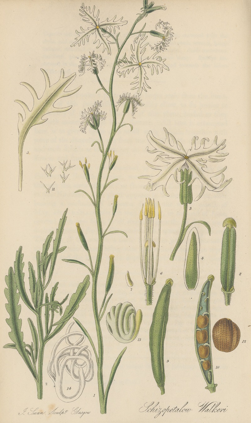 Schizopetalon Walkeri by William Jackson Hooker, 1823 — digital art print download