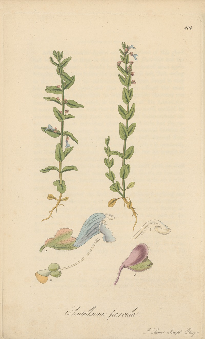 Scutellaria parvula by William Jackson Hooker, 1823 — digital art print download