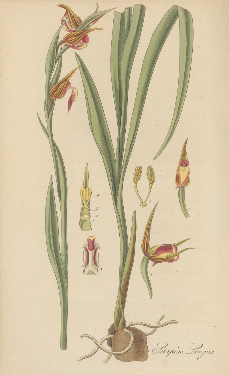 Serapias Lingua by William Jackson Hooker, 1823 — digital art print download
