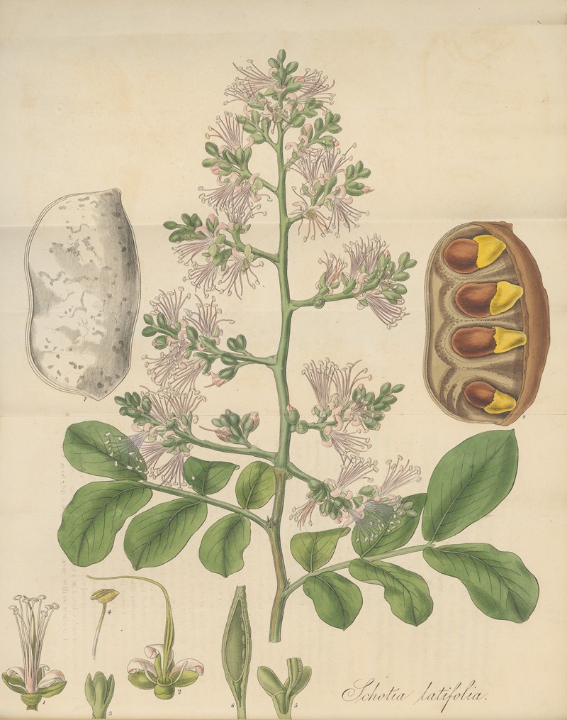 Shotia Latifolia by William Jackson Hooker, 1823 — digital art print download