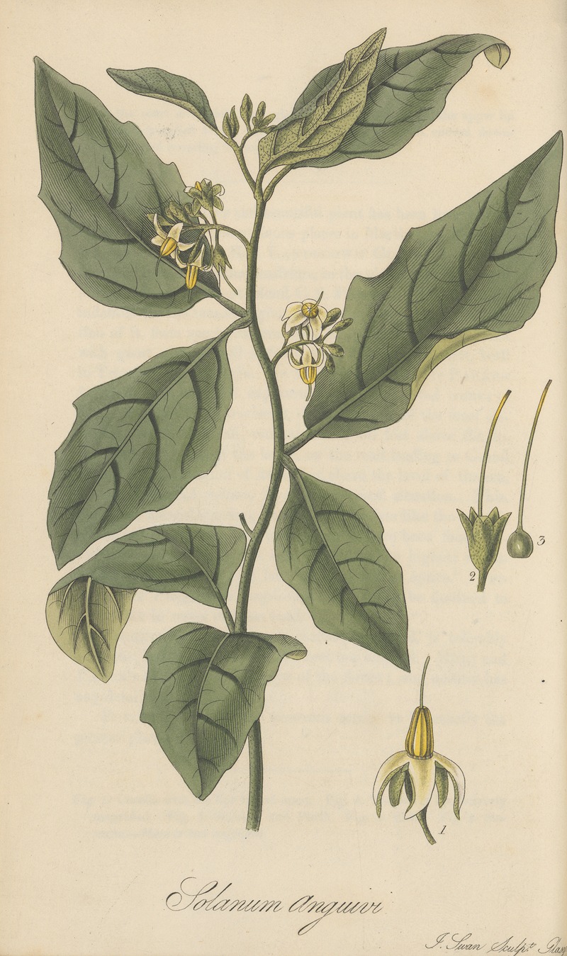 Solanum Anguivi by William Jackson Hooker, 1823 — digital art print download