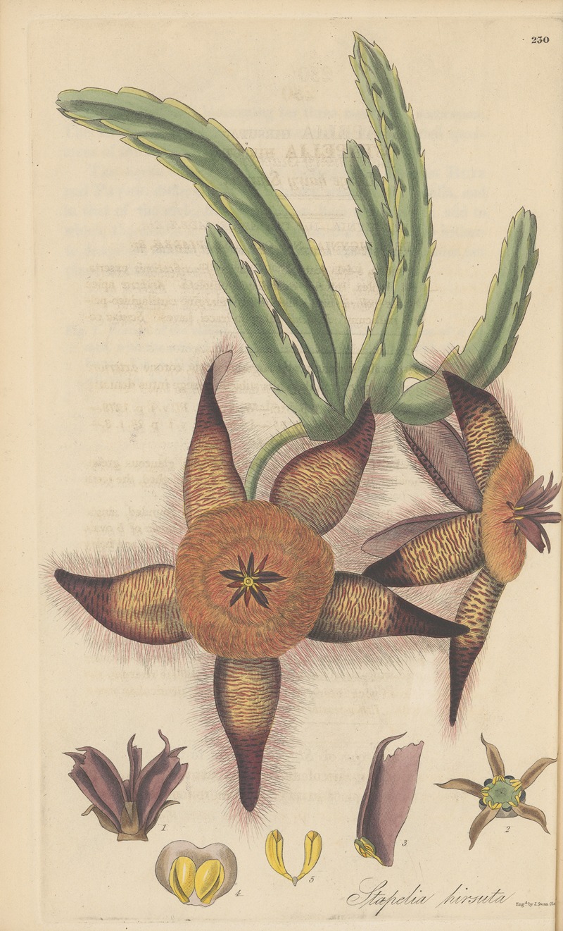 Stapelia hirsuta by William Jackson Hooker, 1823 — digital art print download