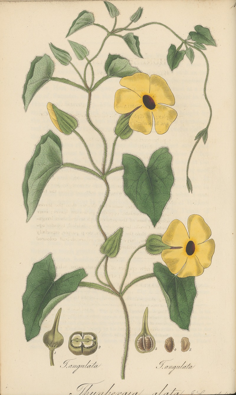 Thunbergia alata by William Jackson Hooker, 1823 — digital art print download
