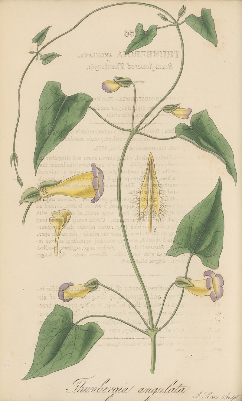 Thunbergia angulata by William Jackson Hooker, 1823 — digital art print download
