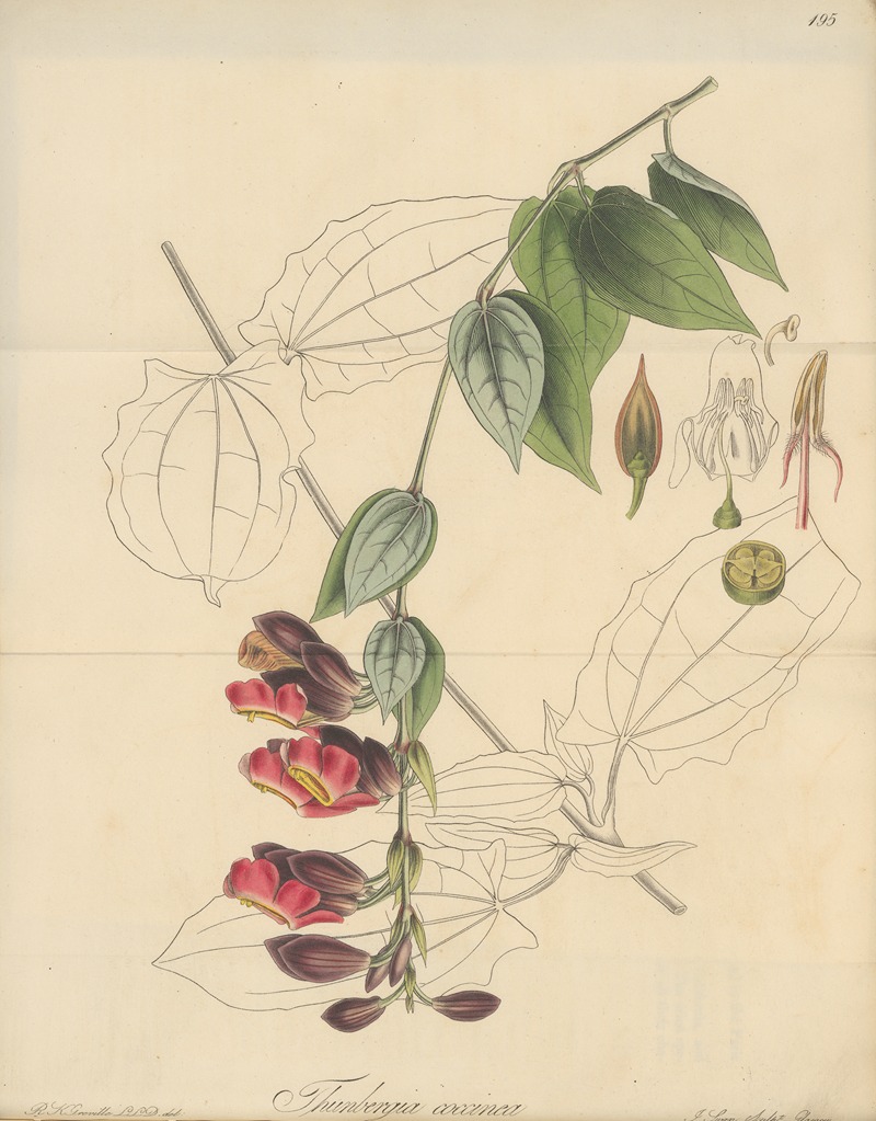 Thunbergia coccinea by William Jackson Hooker, 1823 — digital art print download