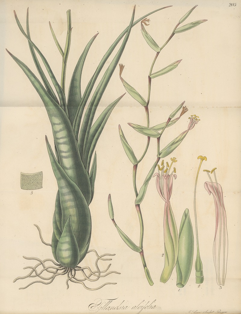 Tillandsia aloifolia by William Jackson Hooker, 1823 — digital art print download