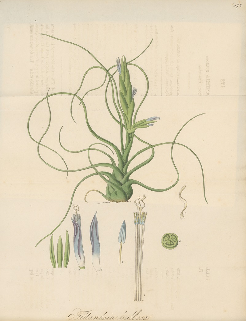 Tillandsia bulbosa by William Jackson Hooker, 1823 — digital art print download