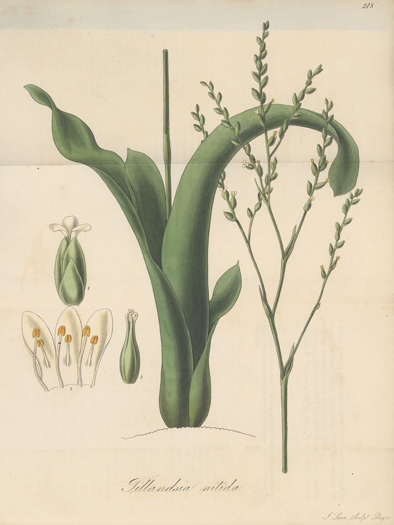 Tillandsia nitida by William Jackson Hooker, 1823 — digital art print download