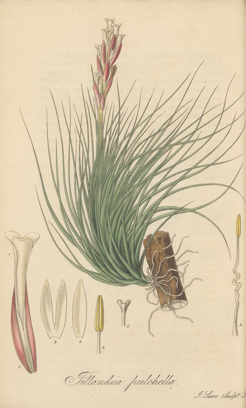 Tillandsia Pulchella by William Jackson Hooker, 1823 — digital art print download
