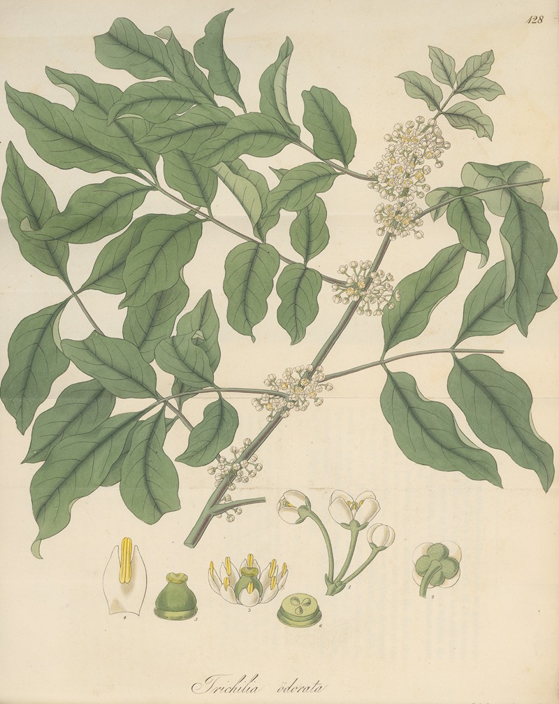 Trichilia odorata by William Jackson Hooker, 1823 — digital art print download