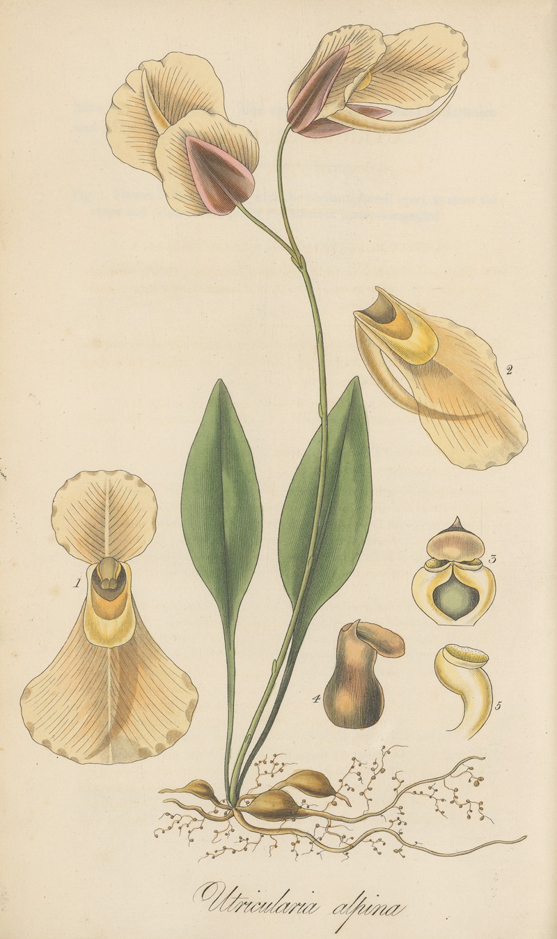 Utricularia alpina by William Jackson Hooker, 1823 — digital art print download