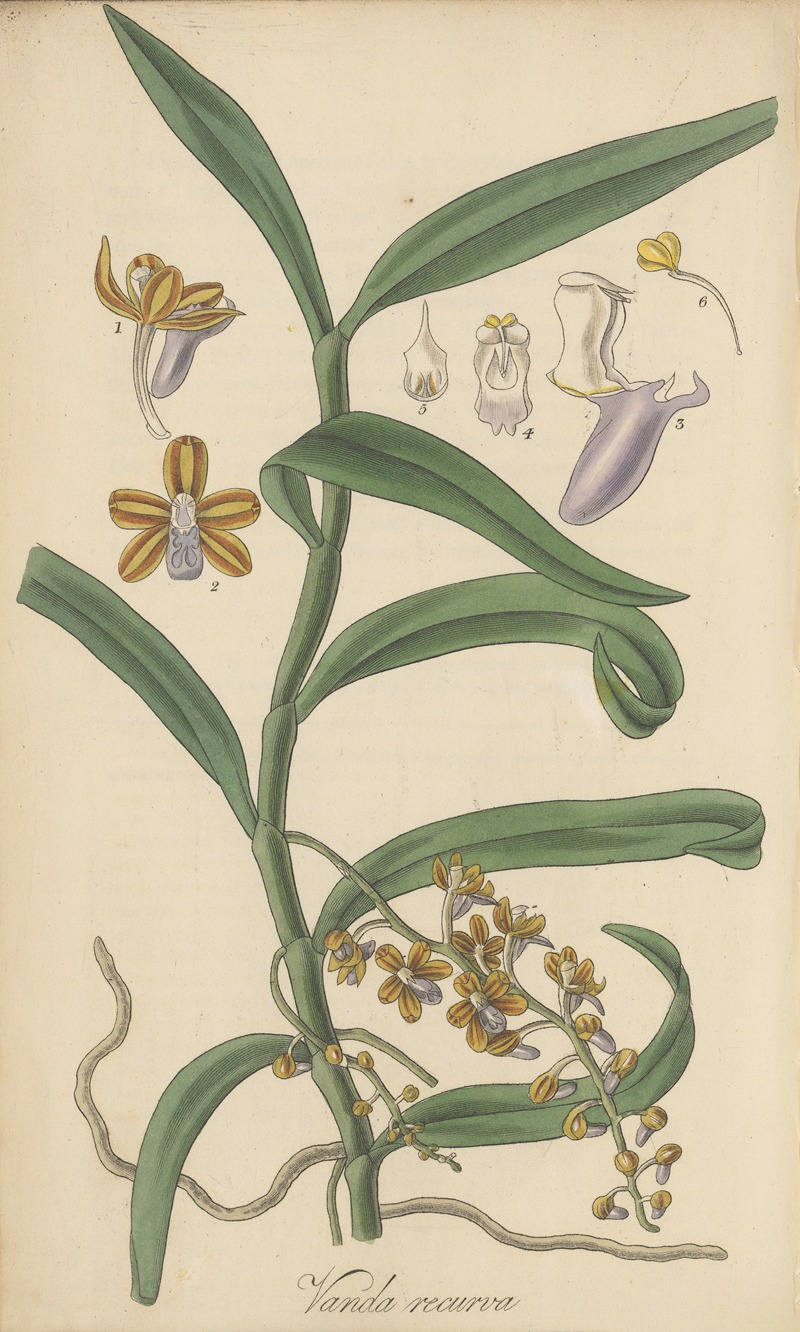 Vanda recurva by William Jackson Hooker, 1823 — digital art print download