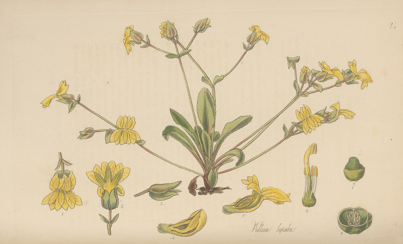 Velleia lyrata by William Jackson Hooker, 1823 — digital art print download