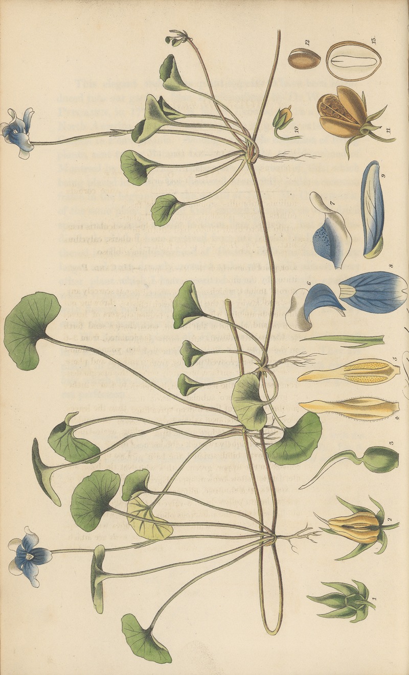 Viola hederacea by William Jackson Hooker, 1823 — digital art print download