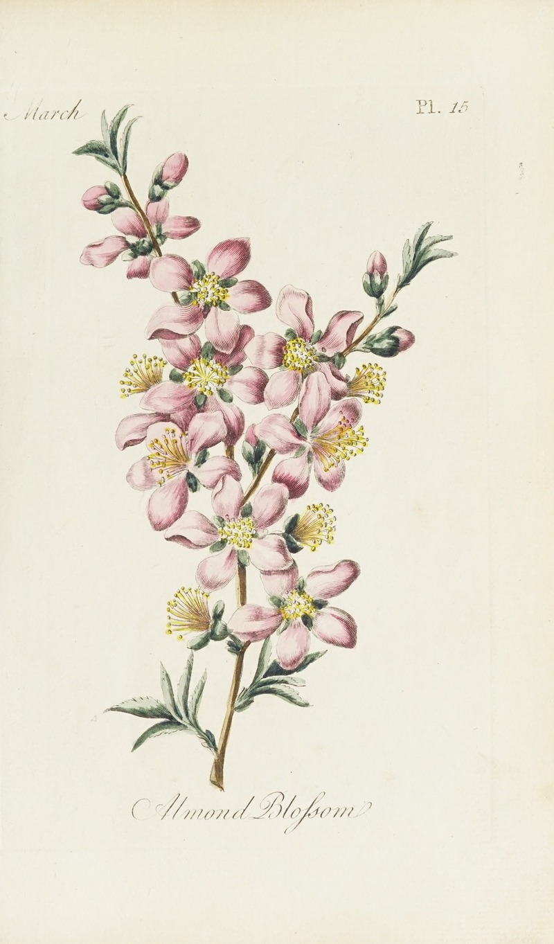 Almond blossom by Carington Bowles, 1770 — digital art print download