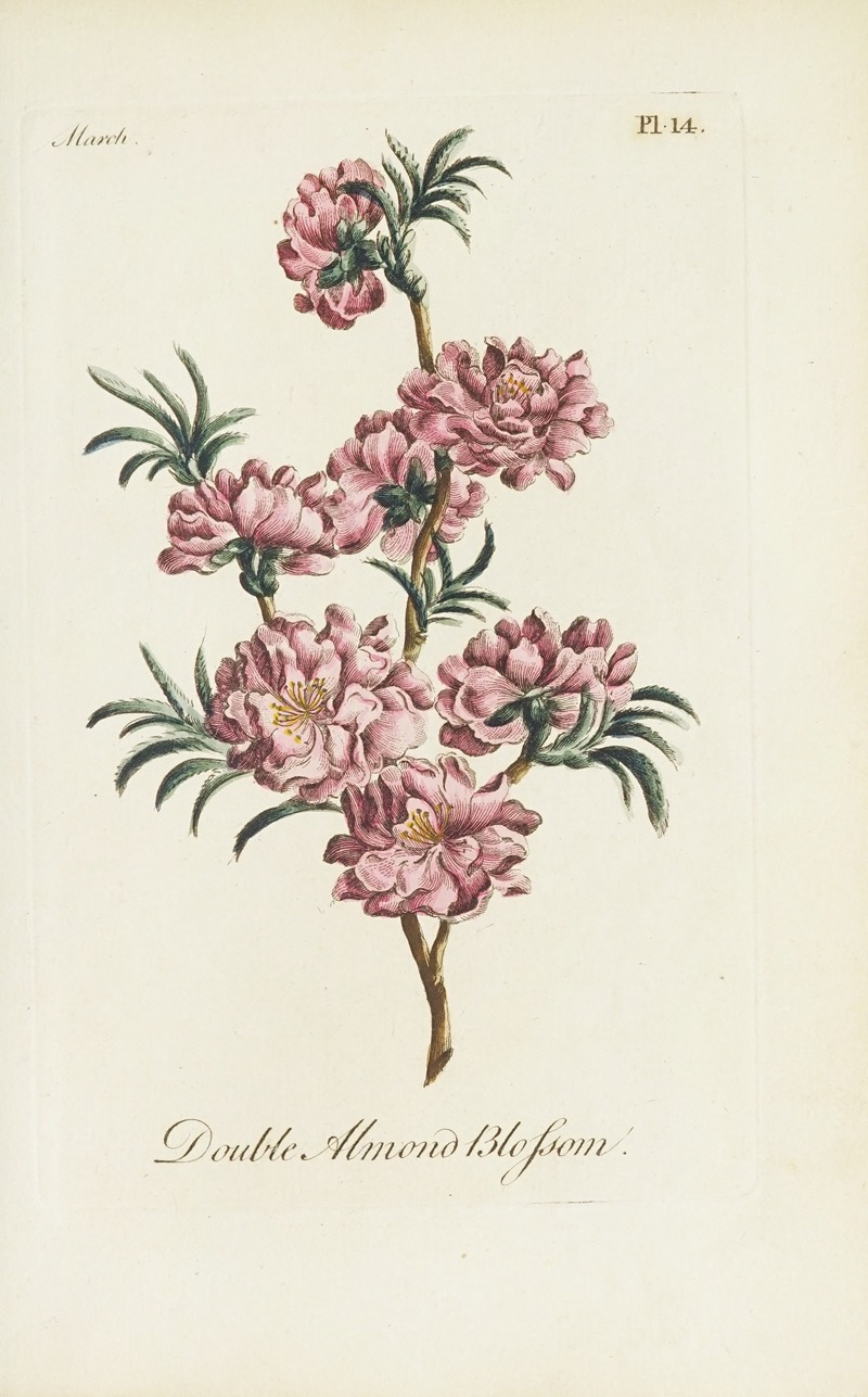 Double almond blossom by Carington Bowles, 1770 — digital art print download
