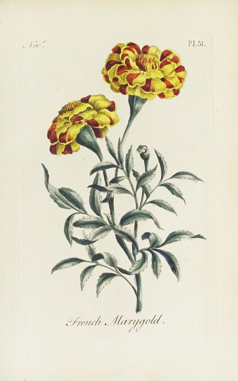 French Marygold by Carington Bowles, 1770 — digital art print download
