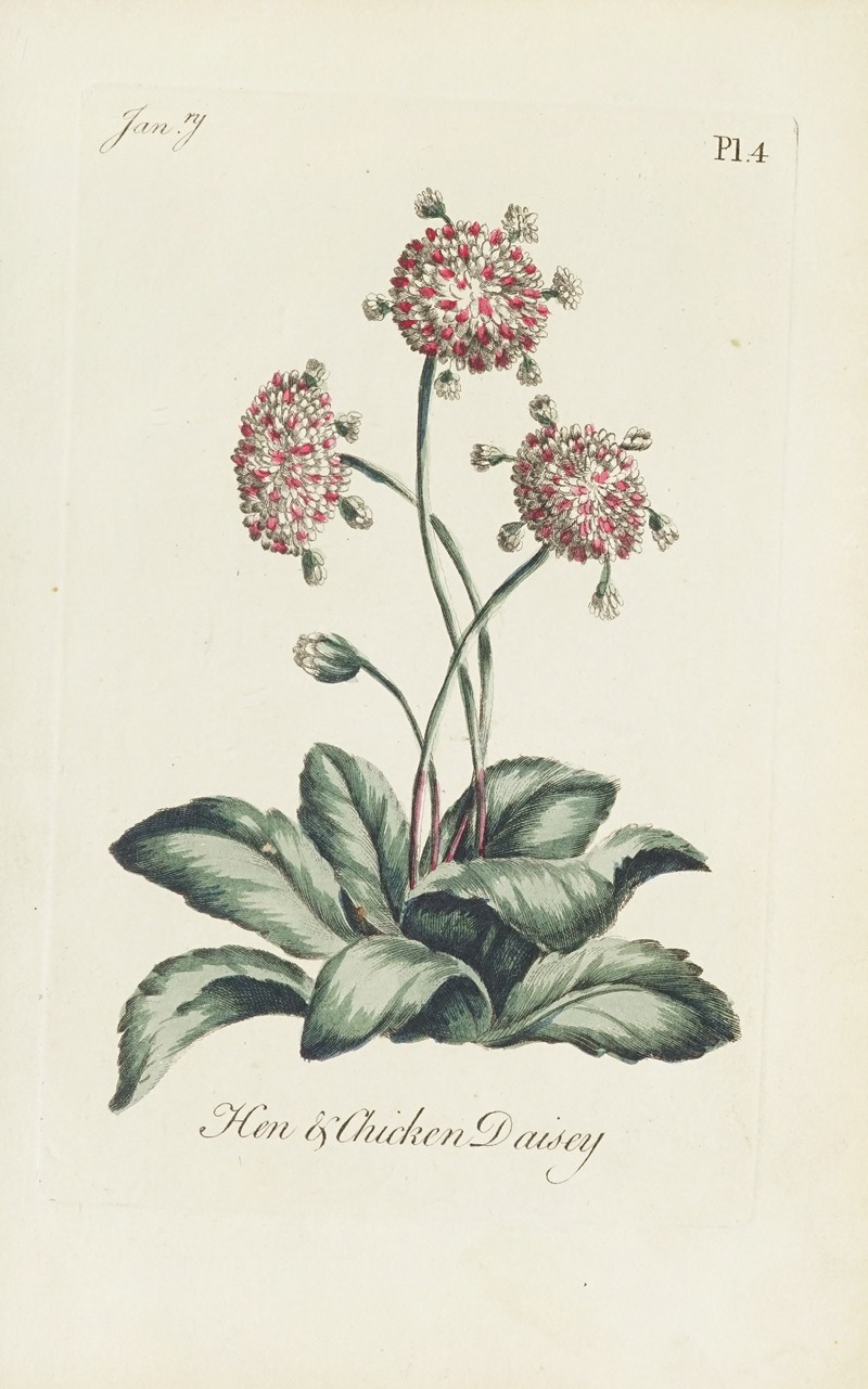 Hen & Chicken Daisey by Carington Bowles, 1770 — digital art print download