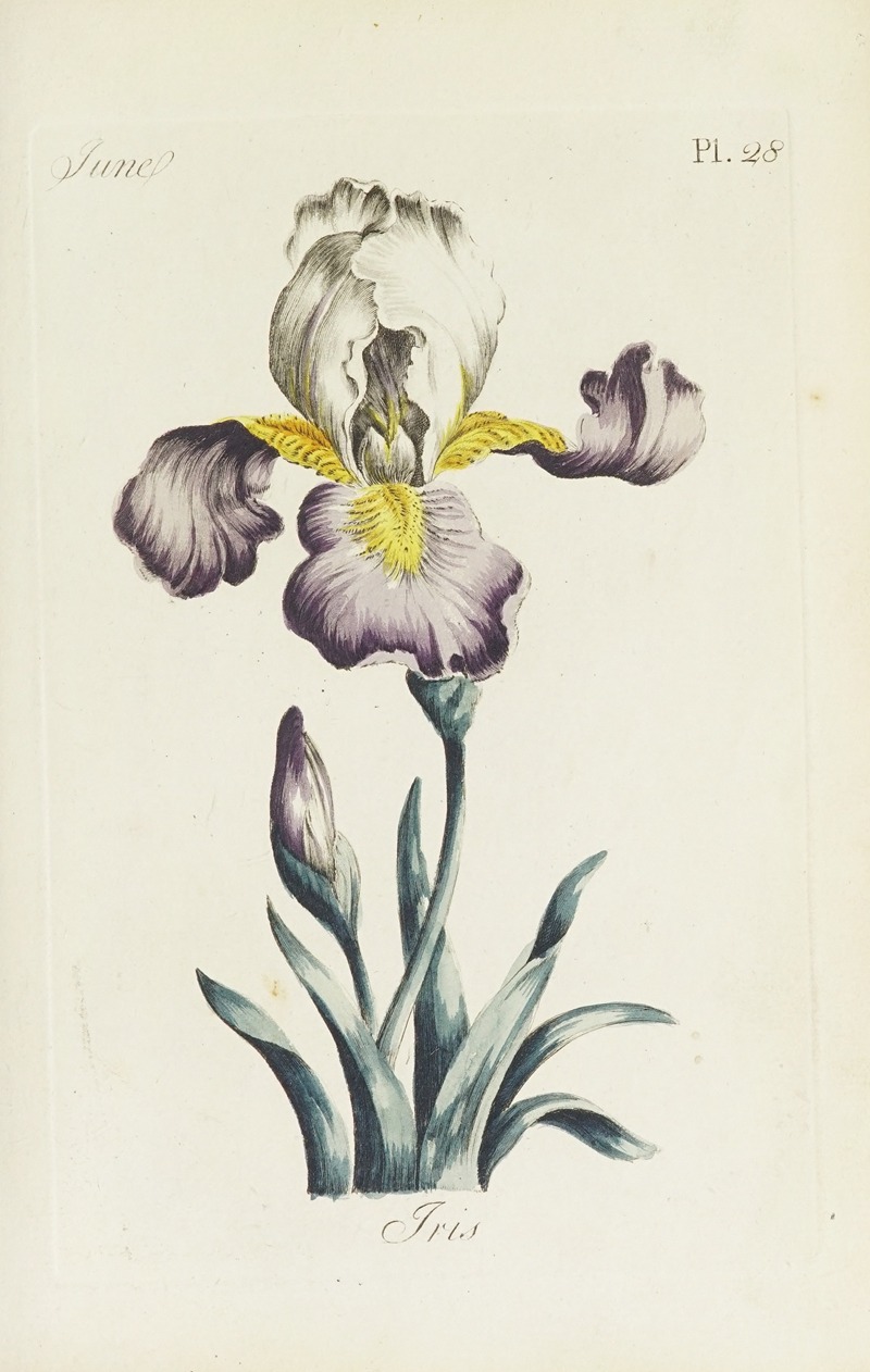 Iris by Carington Bowles, 1770 — digital art print download