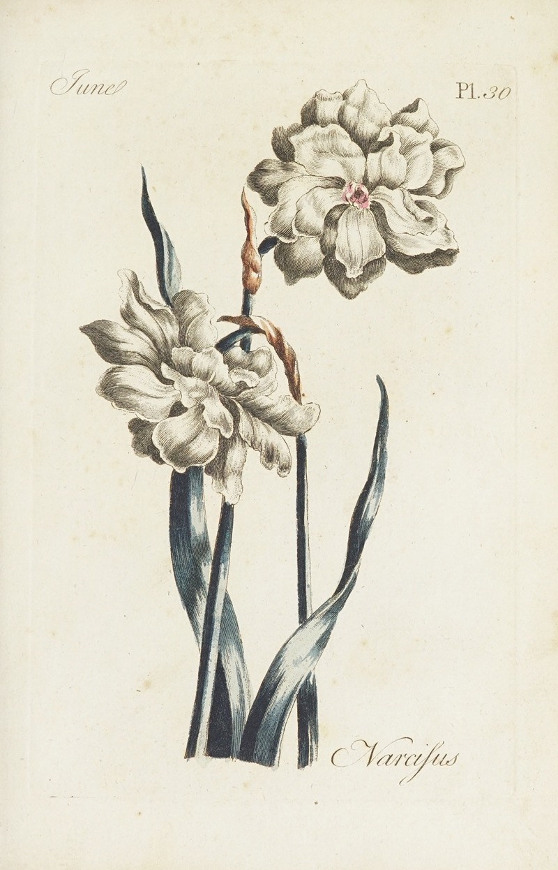 Narcissus by Carington Bowles, 1770 — digital art print download