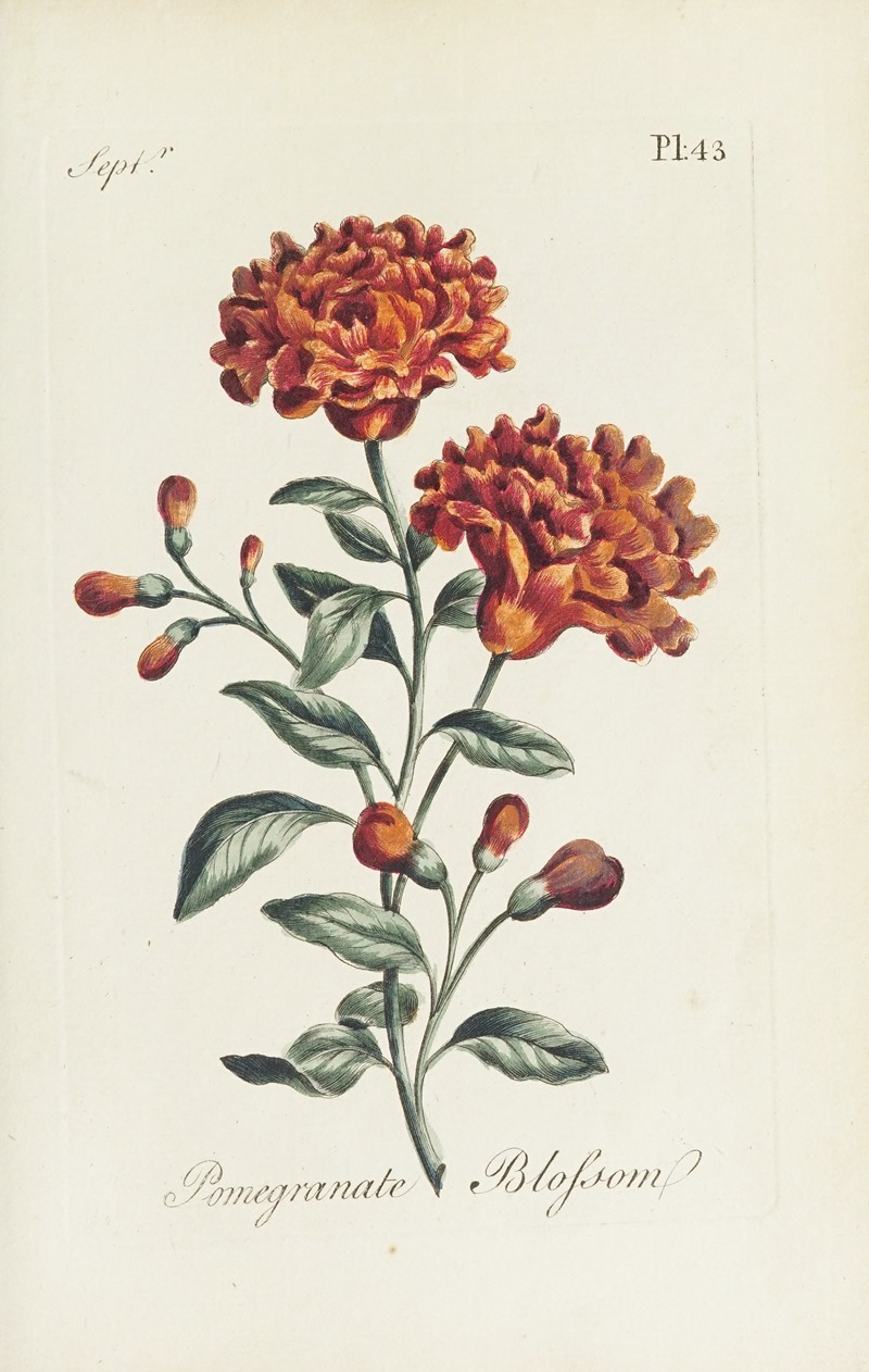 Pomegranate blossom by Carington Bowles, 1770 — digital art print download