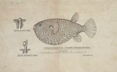 Arothron gillbanksii (Gillbanks Globe fish) by Frank Edward Clarke — digital art print download