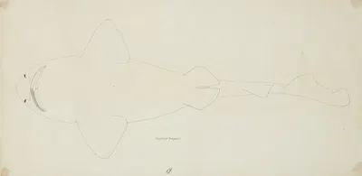 Possibly a Cephaloscyllium isabella (NZ) – ventral view ; carpet shark by Frank Edward Clarke — digital art print download