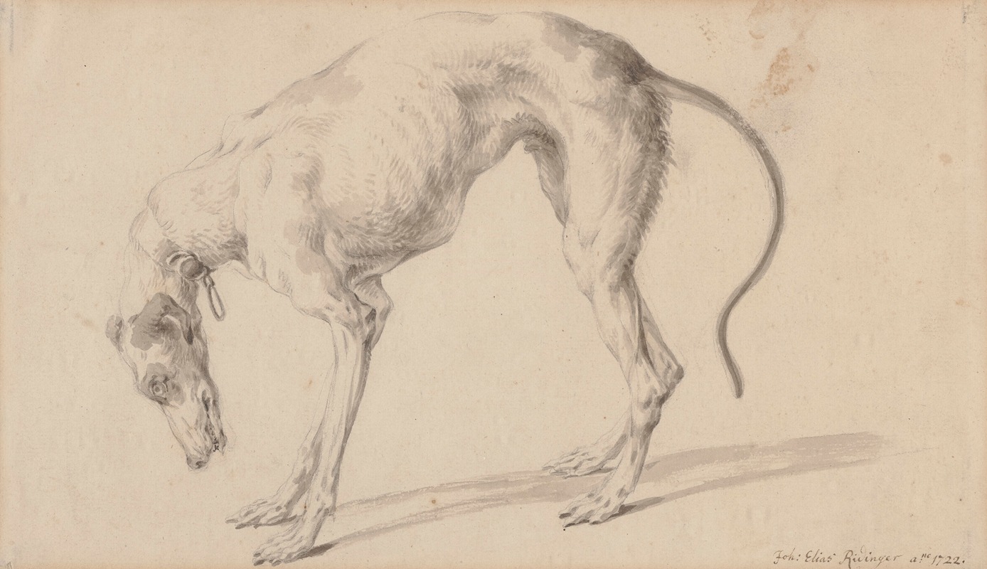 Study of a greyhound by Johann Elias Ridinger, 1722 — digital art print download