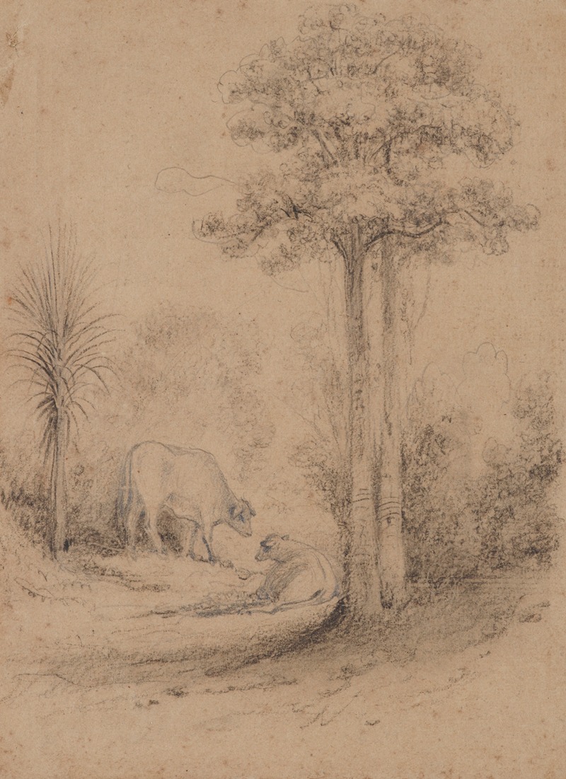 Lace bark trees, Hawkeshead,Hutt Valley — William Swainson