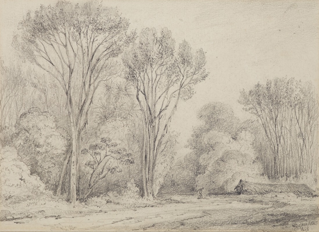 Manuka Grove on Taines Section, Upper Hutt by William Swainson, 1848 — digital art print download