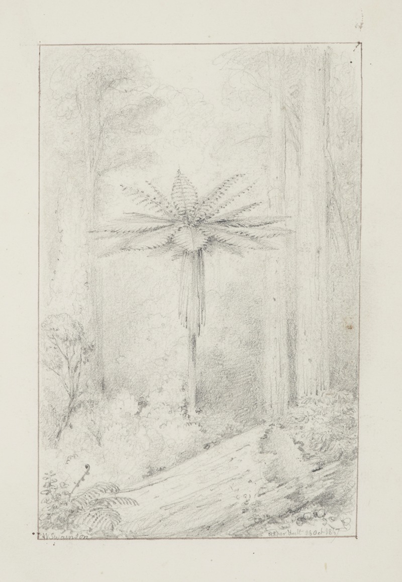 Soft leaved tree fern, Upper Hutt by William Swainson, 1847 — digital art print download