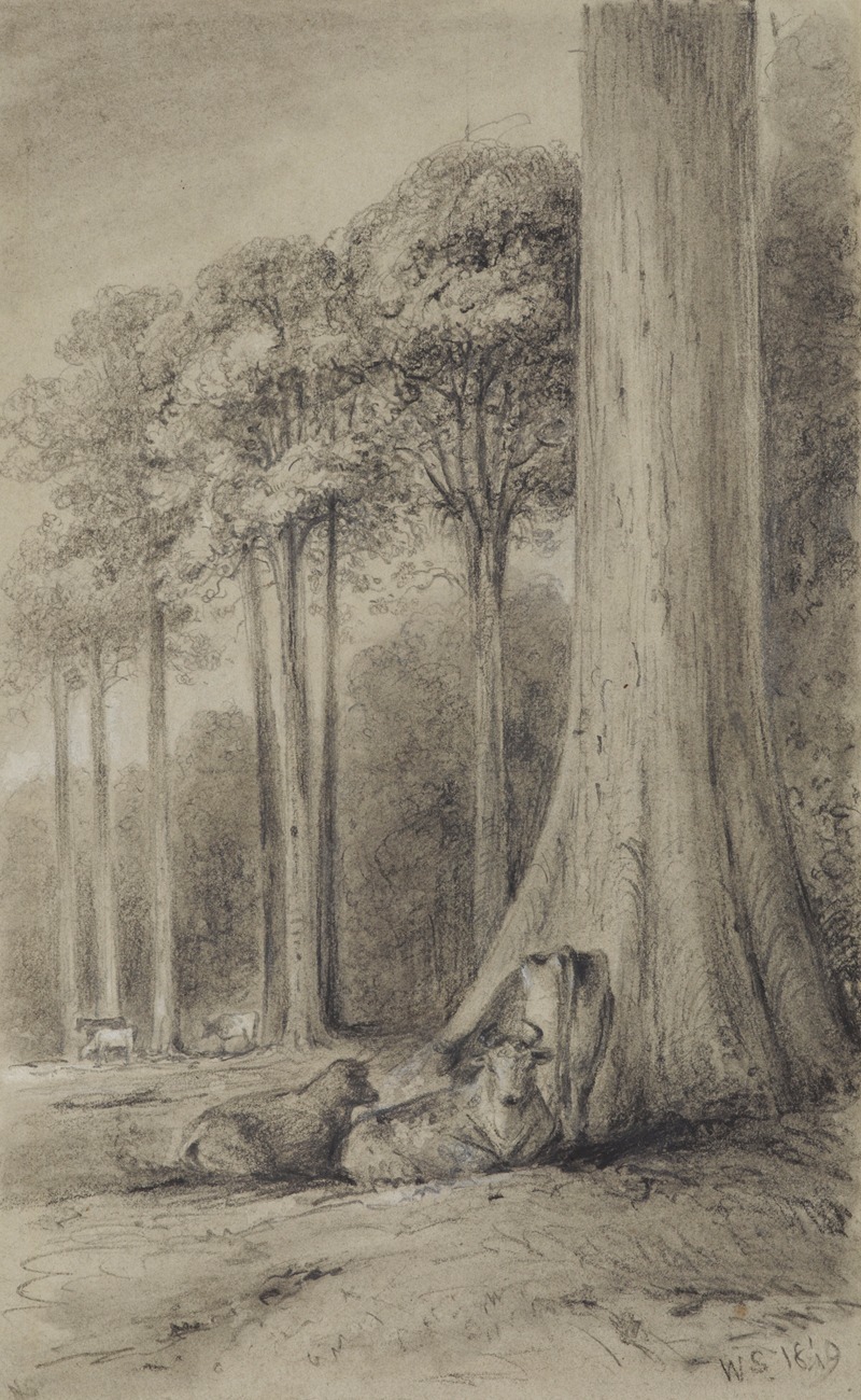 White pines, Hutt Forest by William Swainson, 1849 — digital art print download
