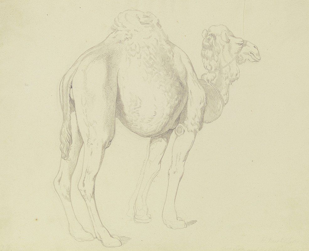 One-humped camel to the right by Gustav Heinrich Naecke — digital art print download