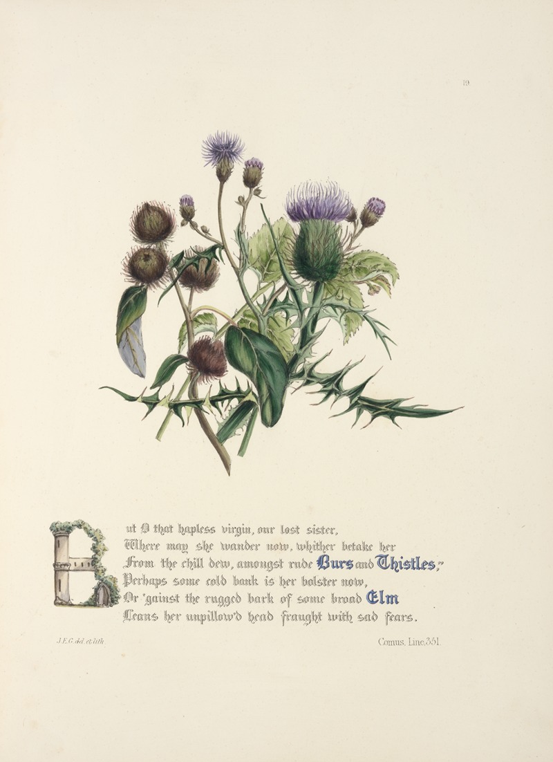 Burrs and thistles, elm by Jane Elizabeth Giraud, 1846 — digital art print download