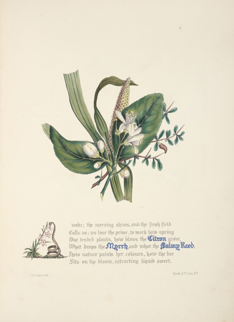 Citron, myrrh and balmy reed — Jane Elizabeth Giraud