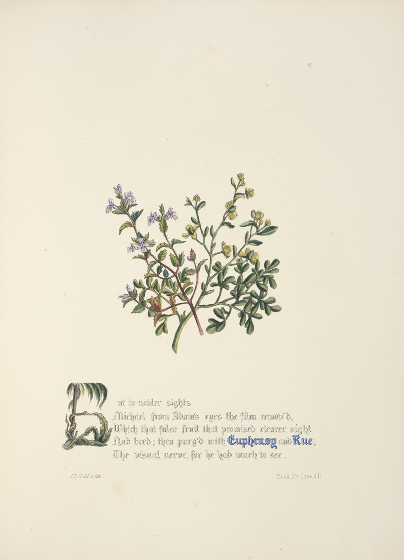 Euphrasy and rue. by Jane Elizabeth Giraud, 1846 — digital art print download