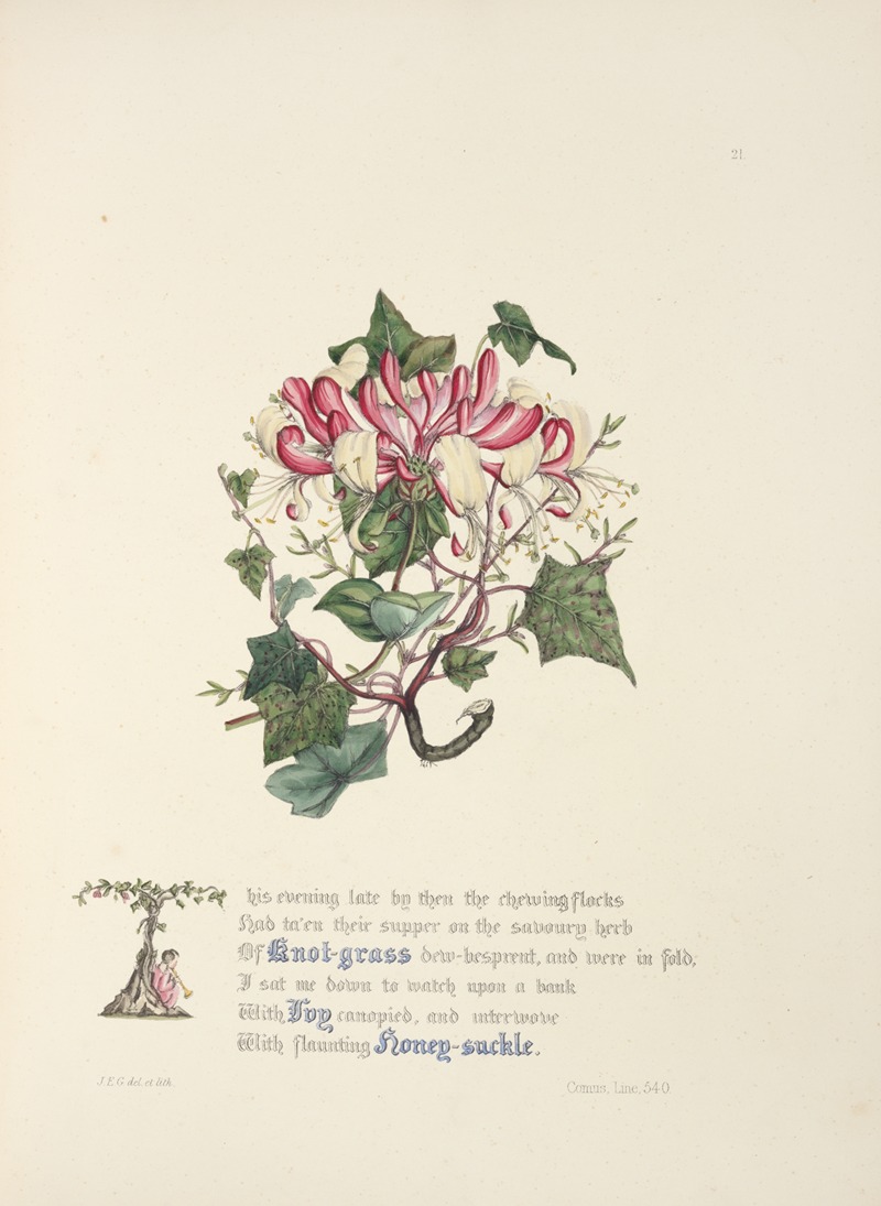 Knot grass, ivy and honeysuckle by Jane Elizabeth Giraud, 1846 — digital art print download