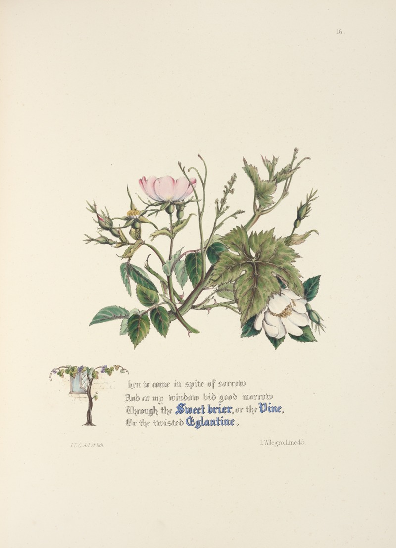 Sweet briar, eglantine, and vine by Jane Elizabeth Giraud, 1846 — digital art print download